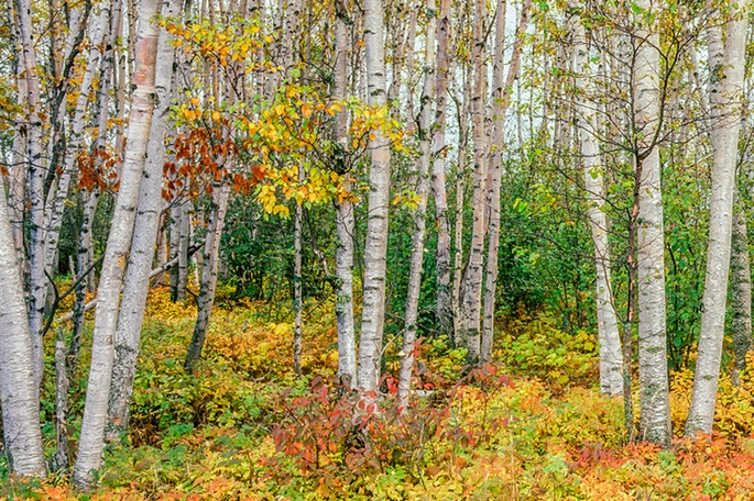 North Shore Birches 3 WEB